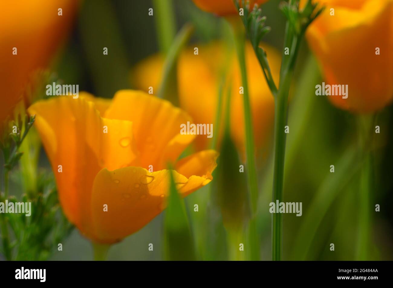 Coquelicots de Californie. Banque D'Images