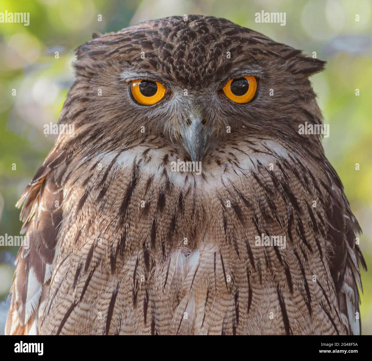 Hibou ; hibou sage ; yeux hibou ; hibou graphique ; hibou étoilé ; Chouette brune du Sri Lanka; oiseau de proie; macro; nuit; portrait de la chouette Banque D'Images