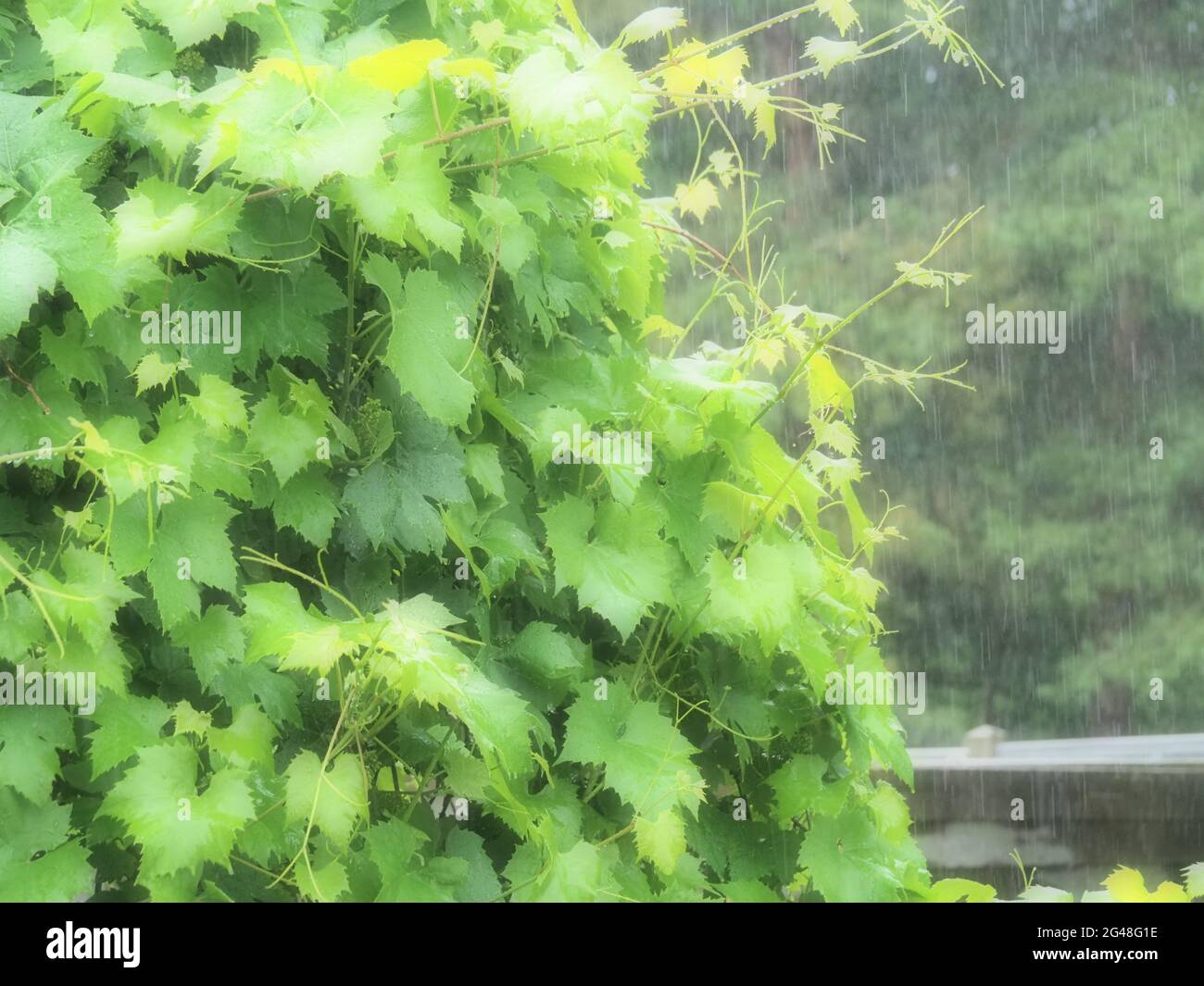 Gros plan de quelques vignes lors d'une forte averse de pluie Banque D'Images
