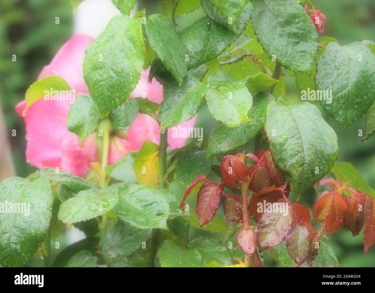 Image de mise au point douce d'une belle rose et d'un feuillage frais vert et rouge Banque D'Images