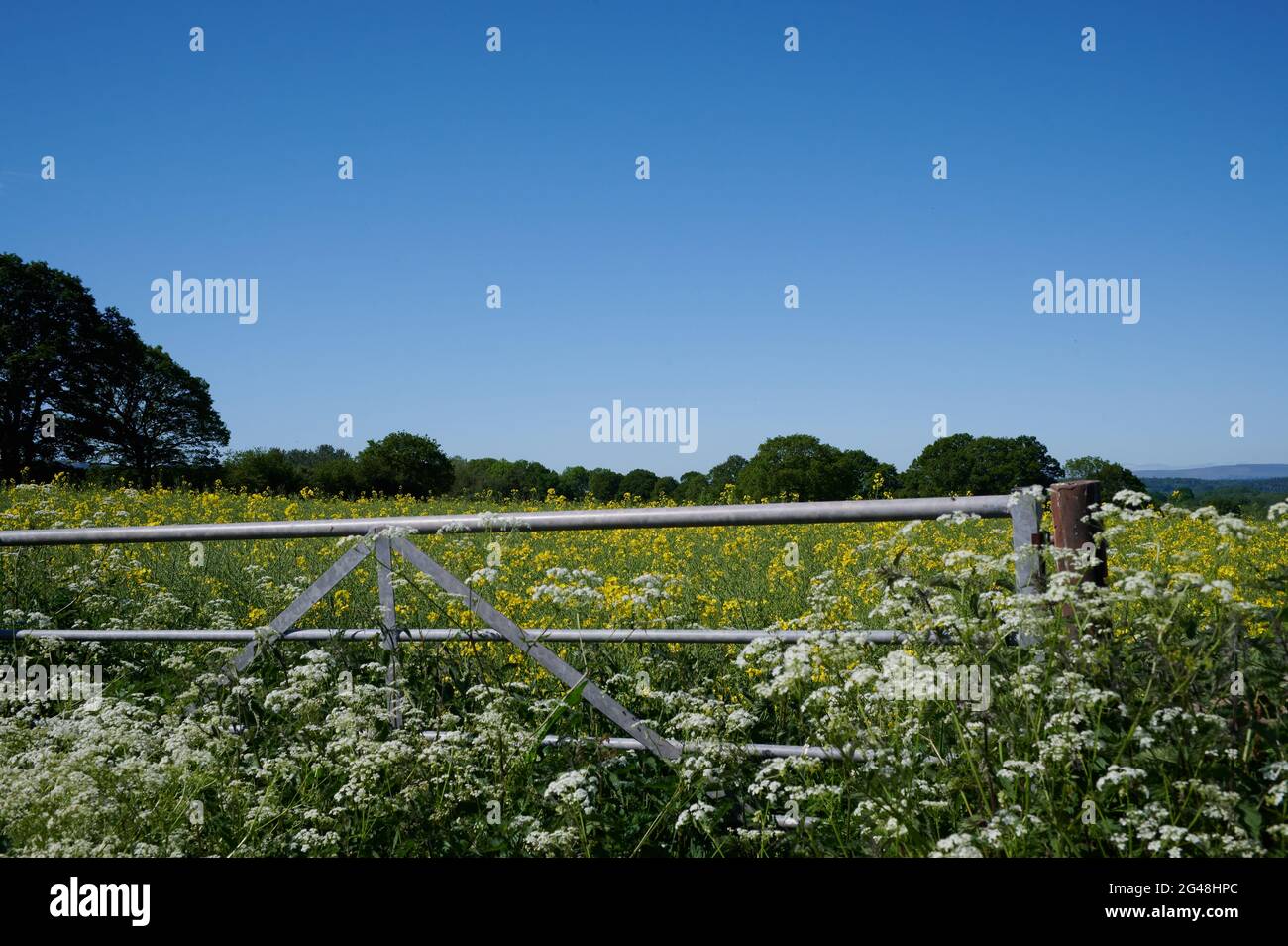 Ferme agricole dans la campagne anglaise au-dessus d'une porte en métal avec ciel bleu Banque D'Images