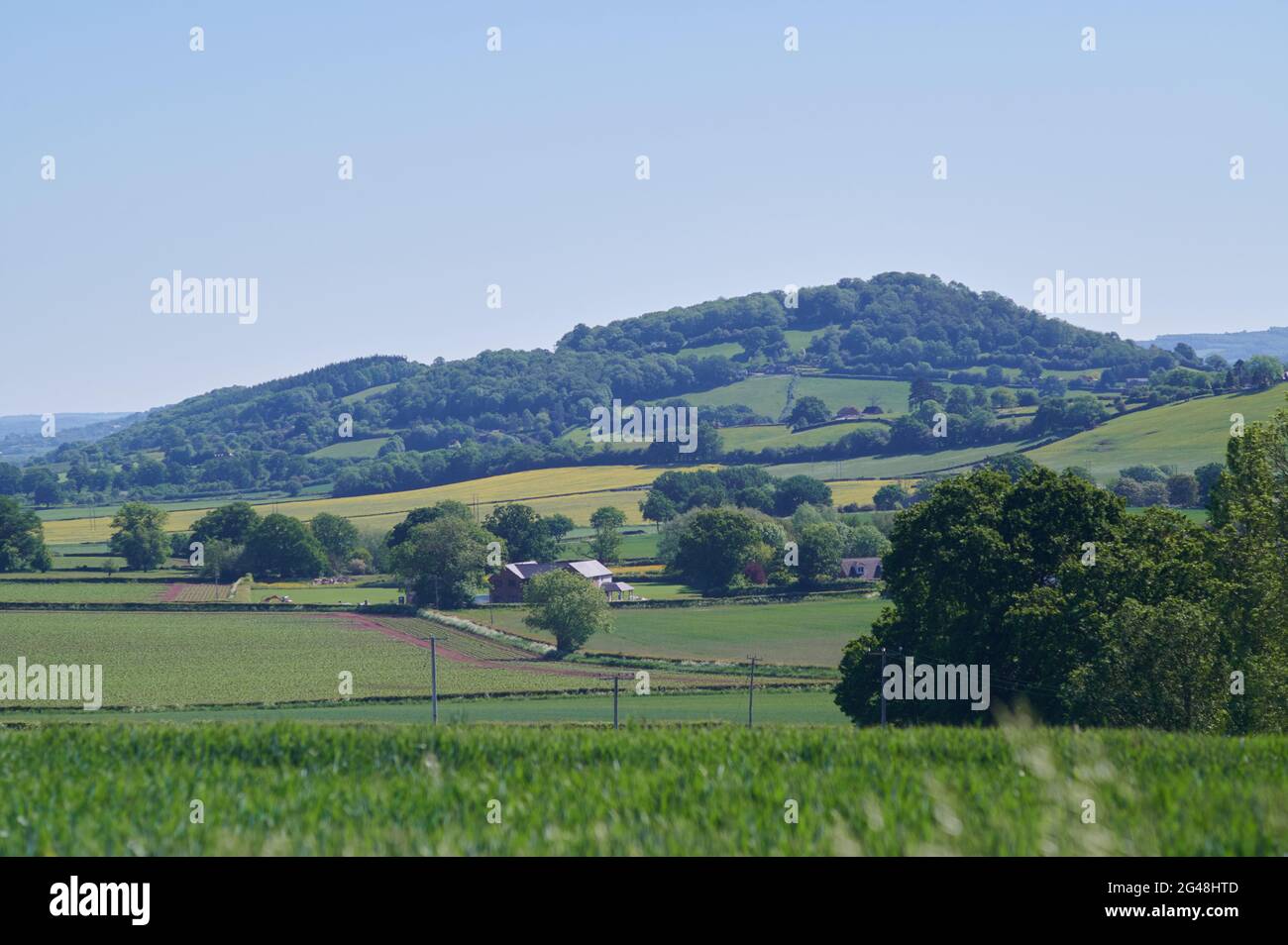Agriculture champ de ferme dans la campagne anglaise avec ciel bleu avec colline en arrière-plan Banque D'Images