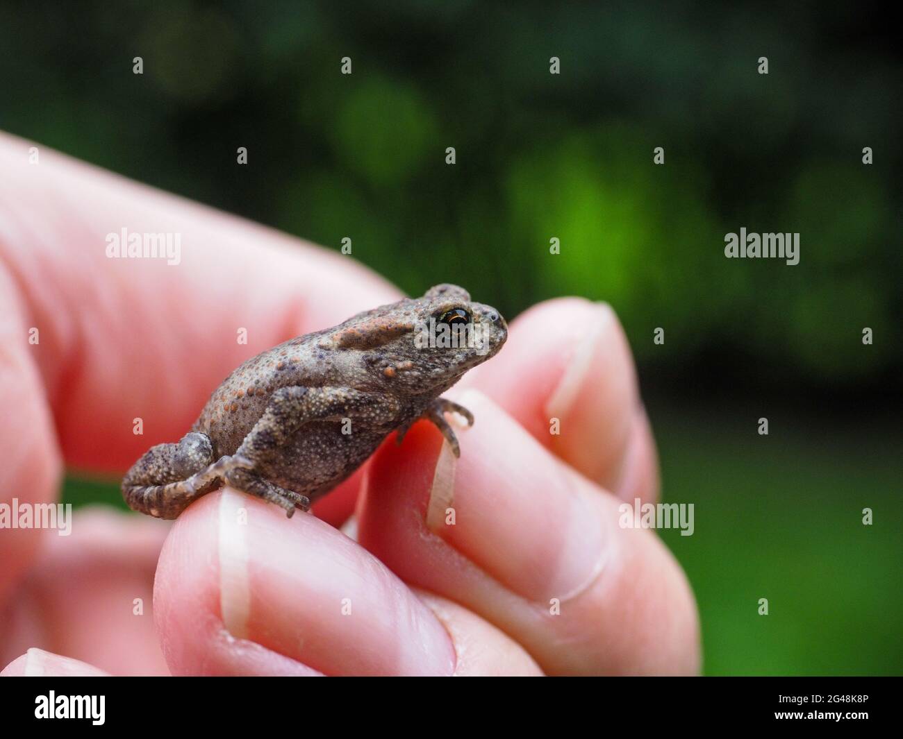 Grenouille temporaria commune, reposant à la main d'un humain vers un fond vert, faible profondeur de champ Banque D'Images