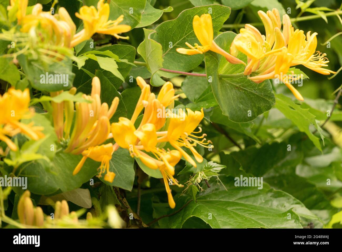 Jaune Lonicera × teltmanniana fleur Honeysuckles Banque D'Images