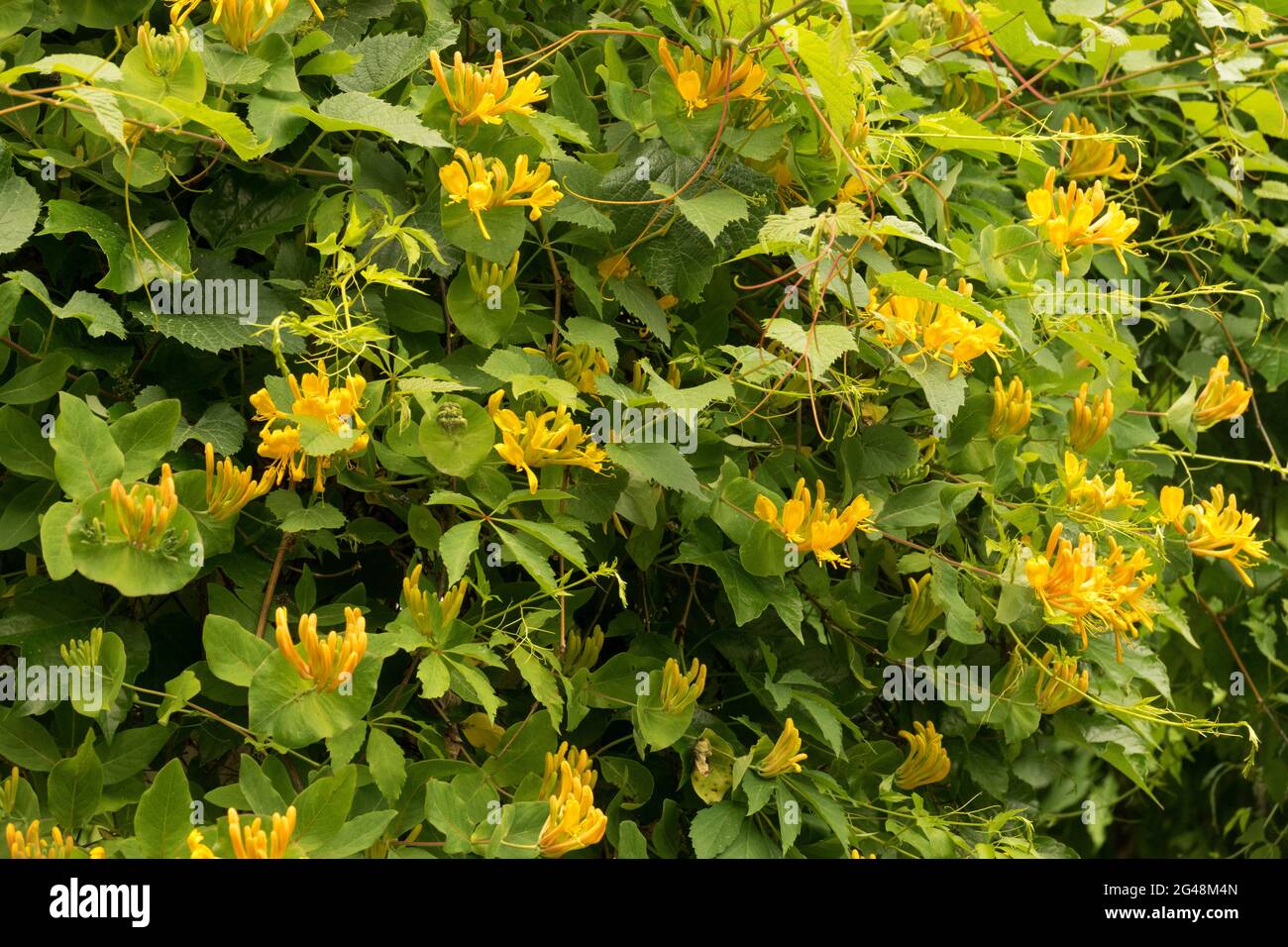 Arbuste Honeysuckle Lonicera × teltmanniana Banque D'Images