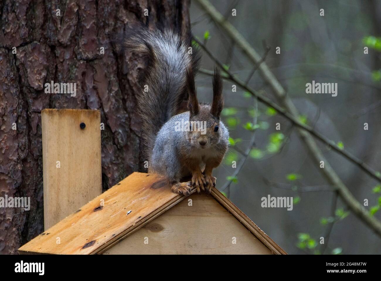 Écureuil sauvage sur un creux d'alimentation dans la forêt. Banque D'Images