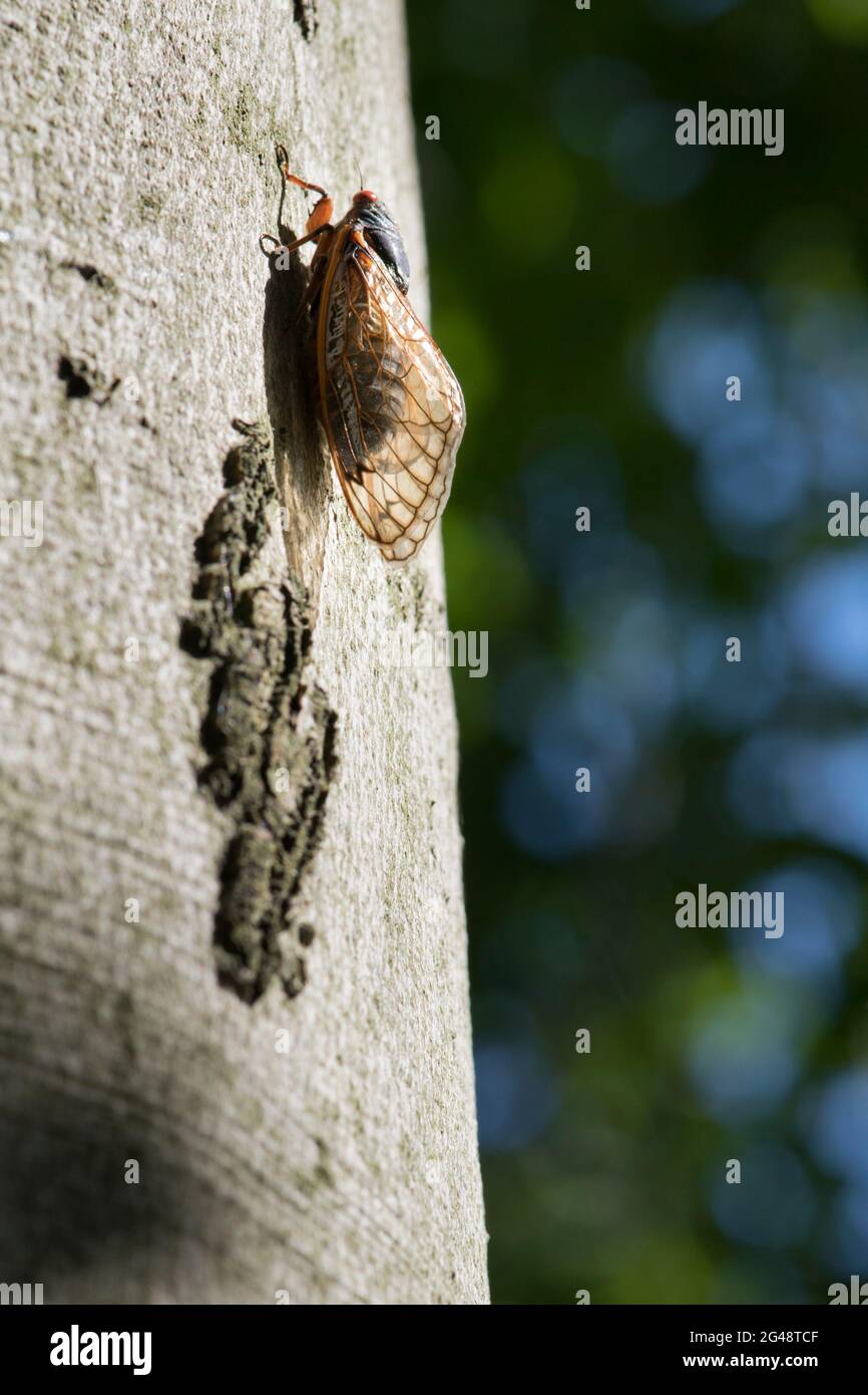 périodique 17 ans cicada ramper un arbre. Banque D'Images