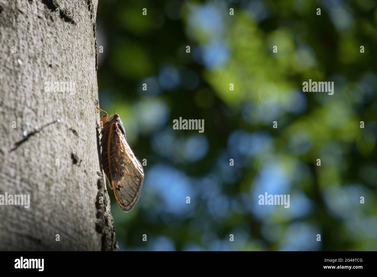 périodique 17 ans cicada éclairé par le soleil, rampant sur un tronc d'arbre. Banque D'Images