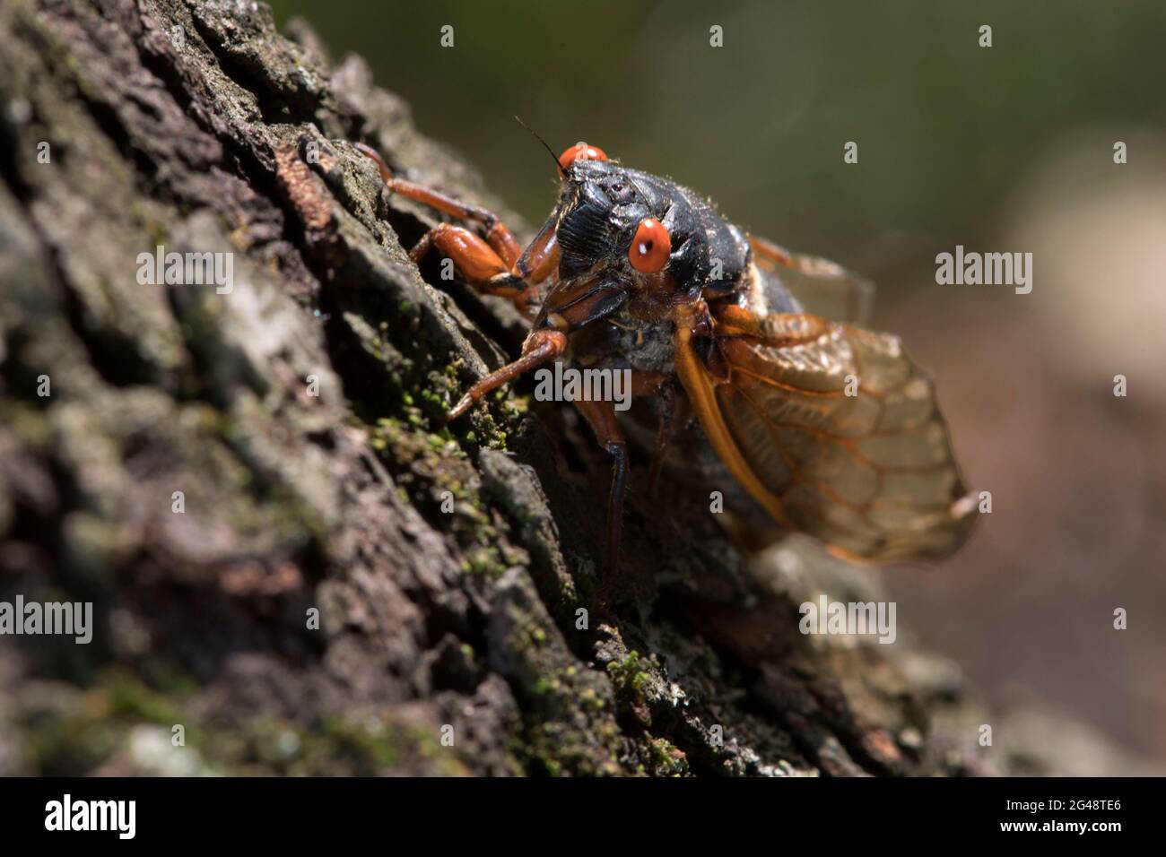 périodique 17 ans cicada rampant vers le haut d'une branche d'arbre Banque D'Images
