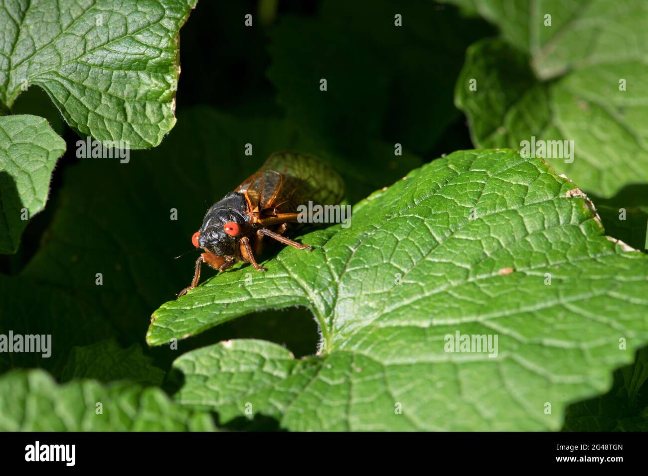 Mignon périodique 17 ans cicada perchée sur une feuille. Banque D'Images