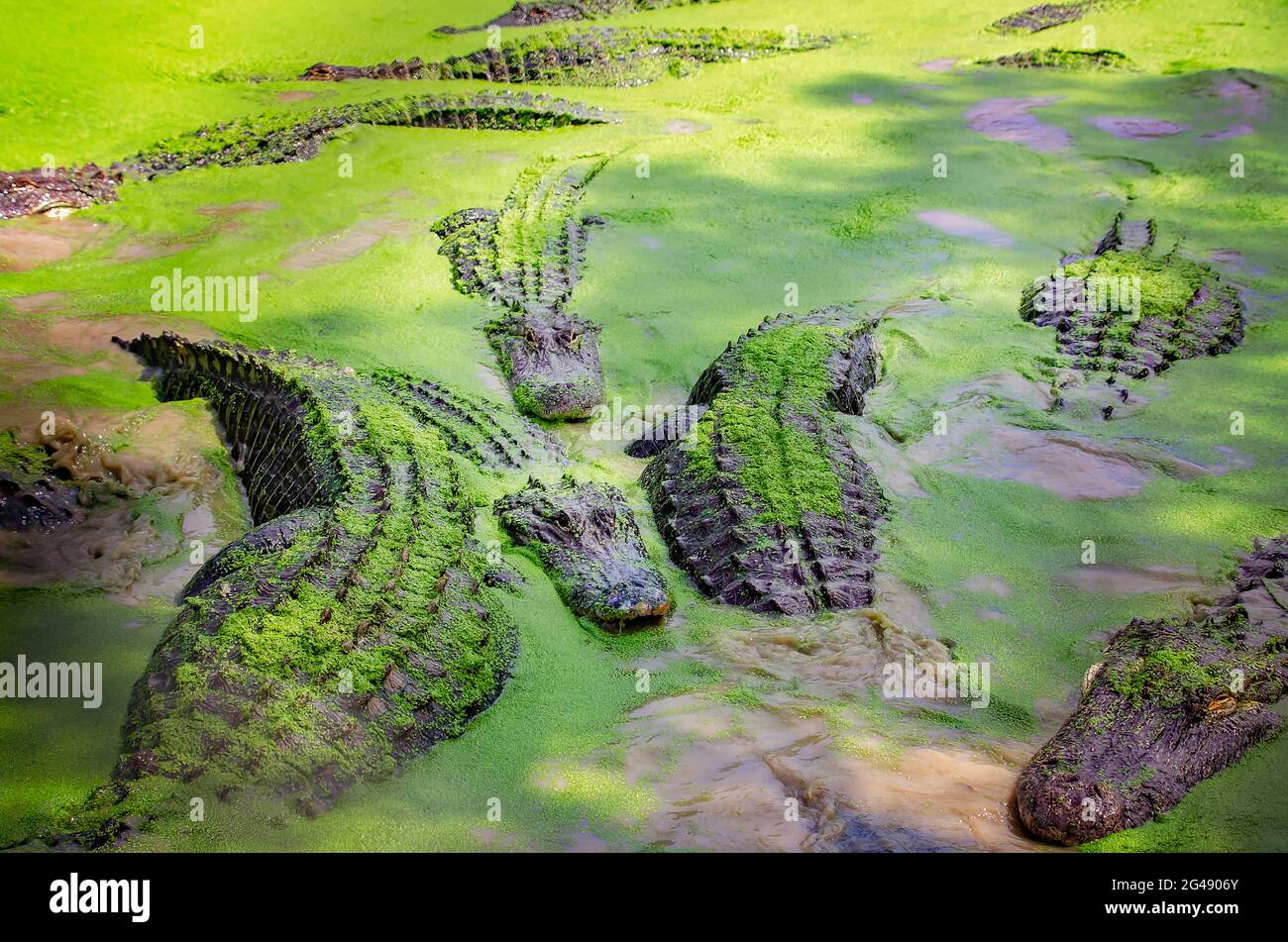Un marais est rempli d'alligators qui nagent à travers des duckaded au Gulf Coast Gator Ranch and Tours, le 12 juin 2021, à Moss point, Mississippi. Banque D'Images