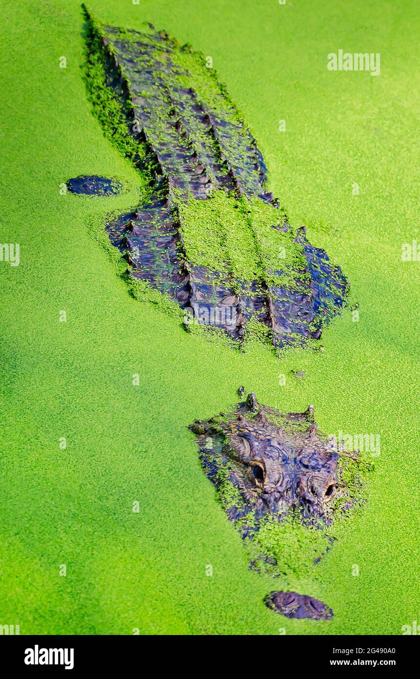 Un alligator adulte se balaie à travers les duckweed au Gulf Coast Gator Ranch and Tours, le 12 juin 2021, à Moss point, Mississippi. Banque D'Images