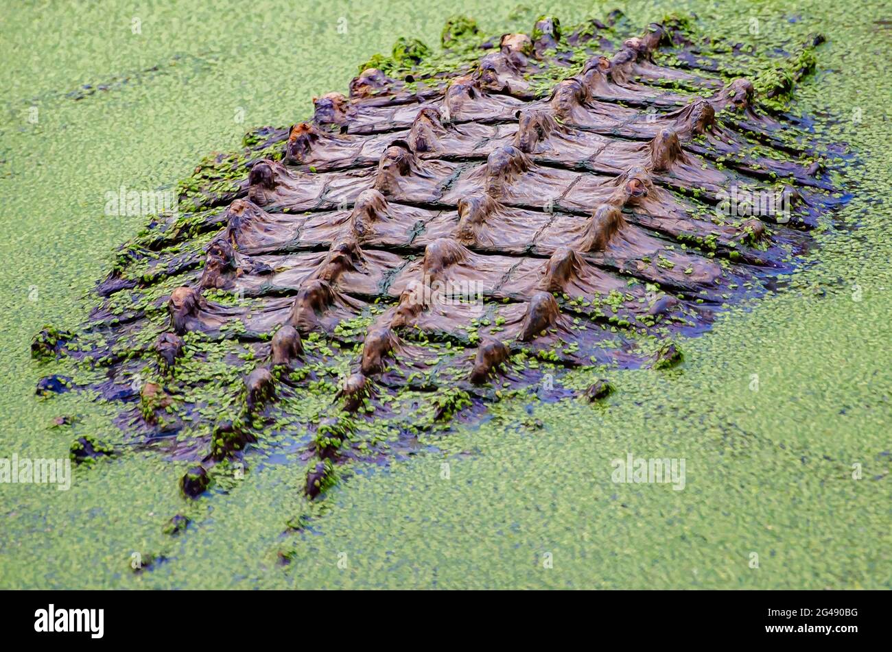Le dos d’un alligator est la seule chose visible lorsqu’il se balade à travers les duckadoued au Gulf Coast Gator Ranch et à Tours à Moss point, Mississippi. Banque D'Images