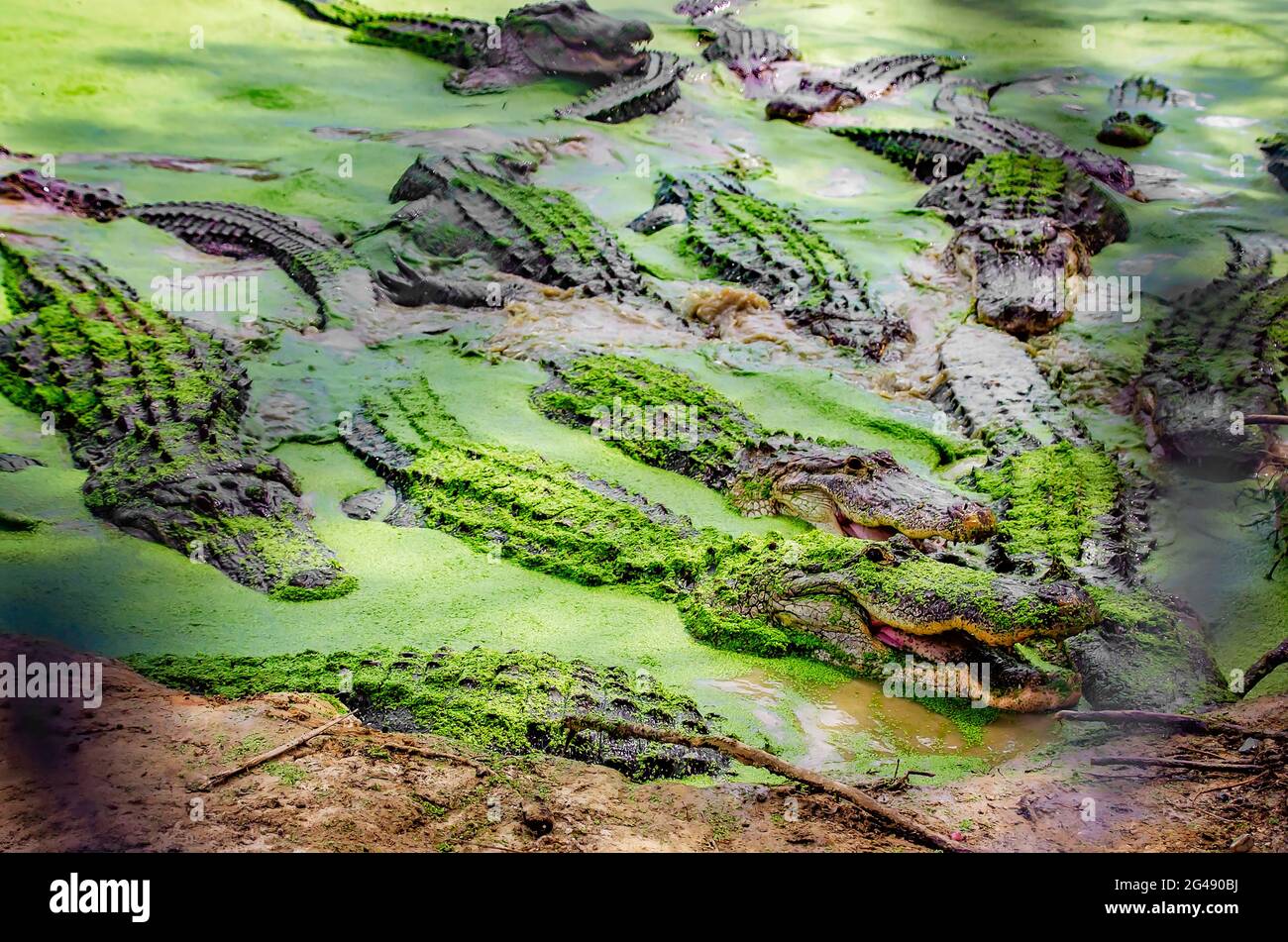 Un marais est rempli d'alligators qui nagent à travers des duckaded au Gulf Coast Gator Ranch and Tours, le 12 juin 2021, à Moss point, Mississippi. Le local Banque D'Images