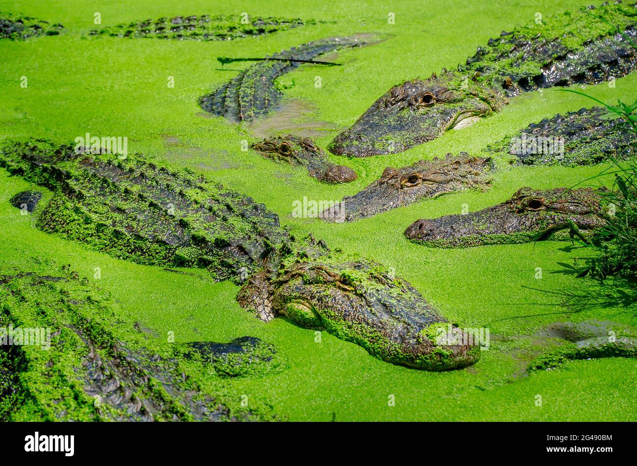 Un marais est rempli d'alligators qui nagent à travers des duckaded au Gulf Coast Gator Ranch and Tours, le 12 juin 2021, à Moss point, Mississippi. Banque D'Images