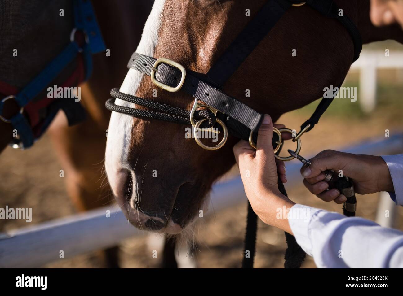 Main de vétérinaire femelle réglable bride de cheval à la grange Banque D'Images