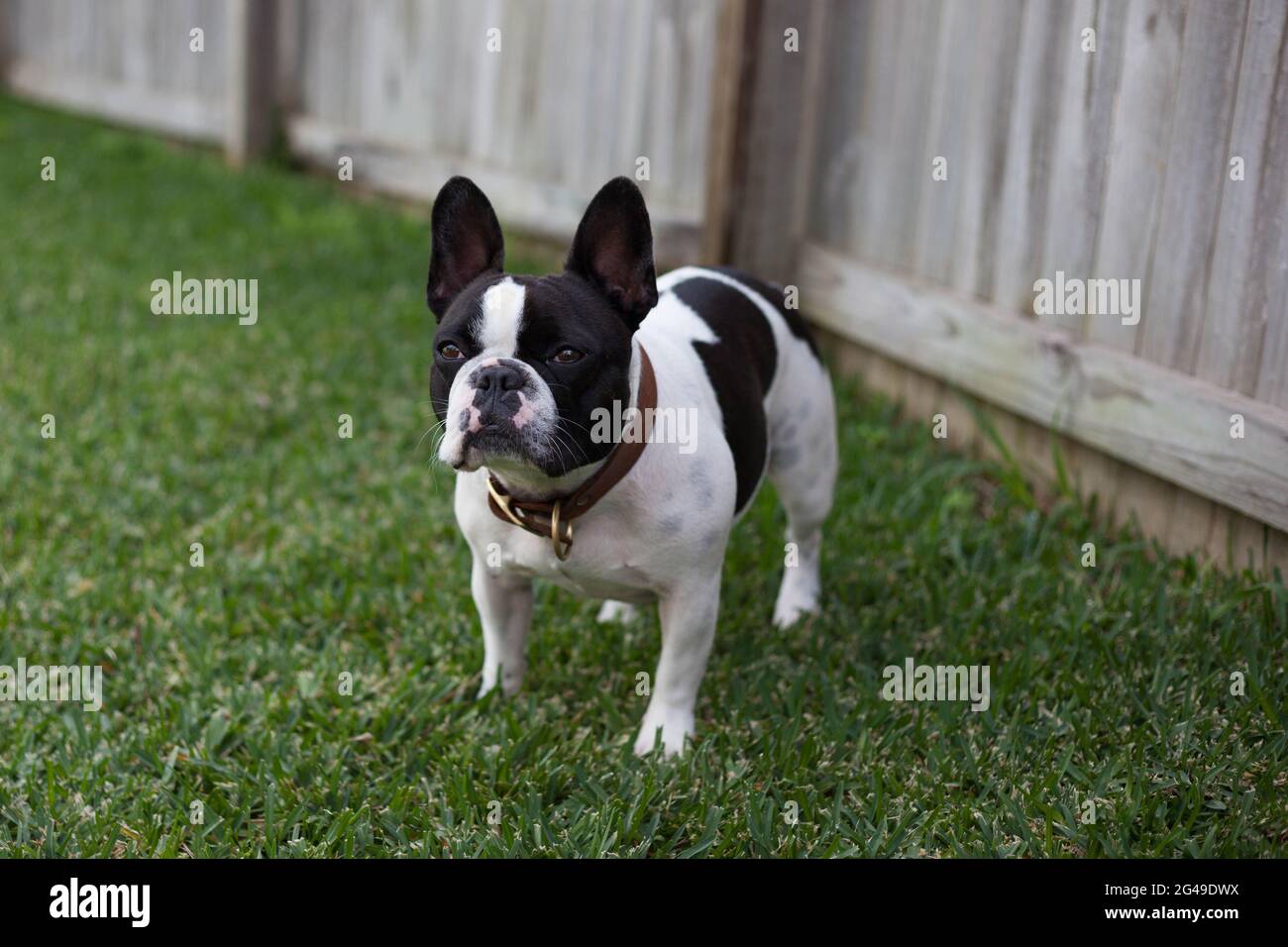 Race de chien Bulldog noir et blanc Banque D'Images