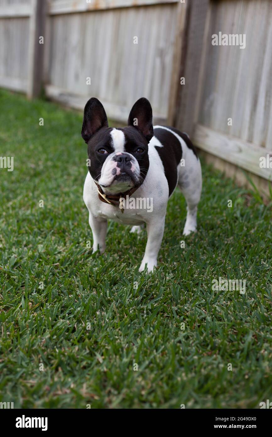 Race de chien Bulldog noir et blanc Banque D'Images