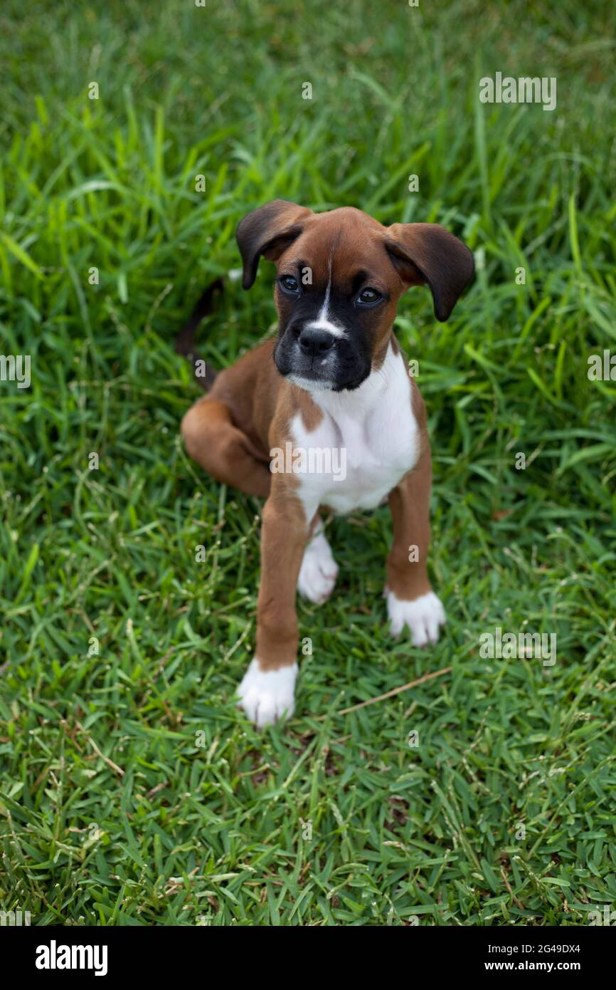 Jeune chien Boxer chiot assis sur l'herbe verte Banque D'Images