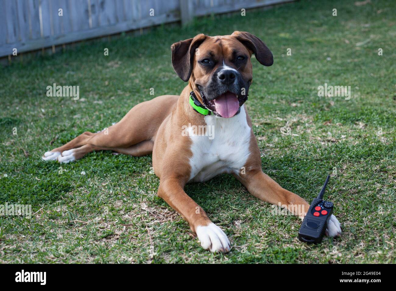 Chien entraîné portant un collier à distance Banque D'Images