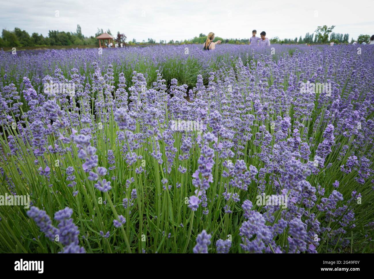 Richmond, Canada. 19 juin 2021. Les gens visitent une ferme de lavande à Richmond, en Colombie-Britannique, au Canada, le 19 juin 2021. Credit: Liang Sen/Xinhua/Alay Live News Banque D'Images