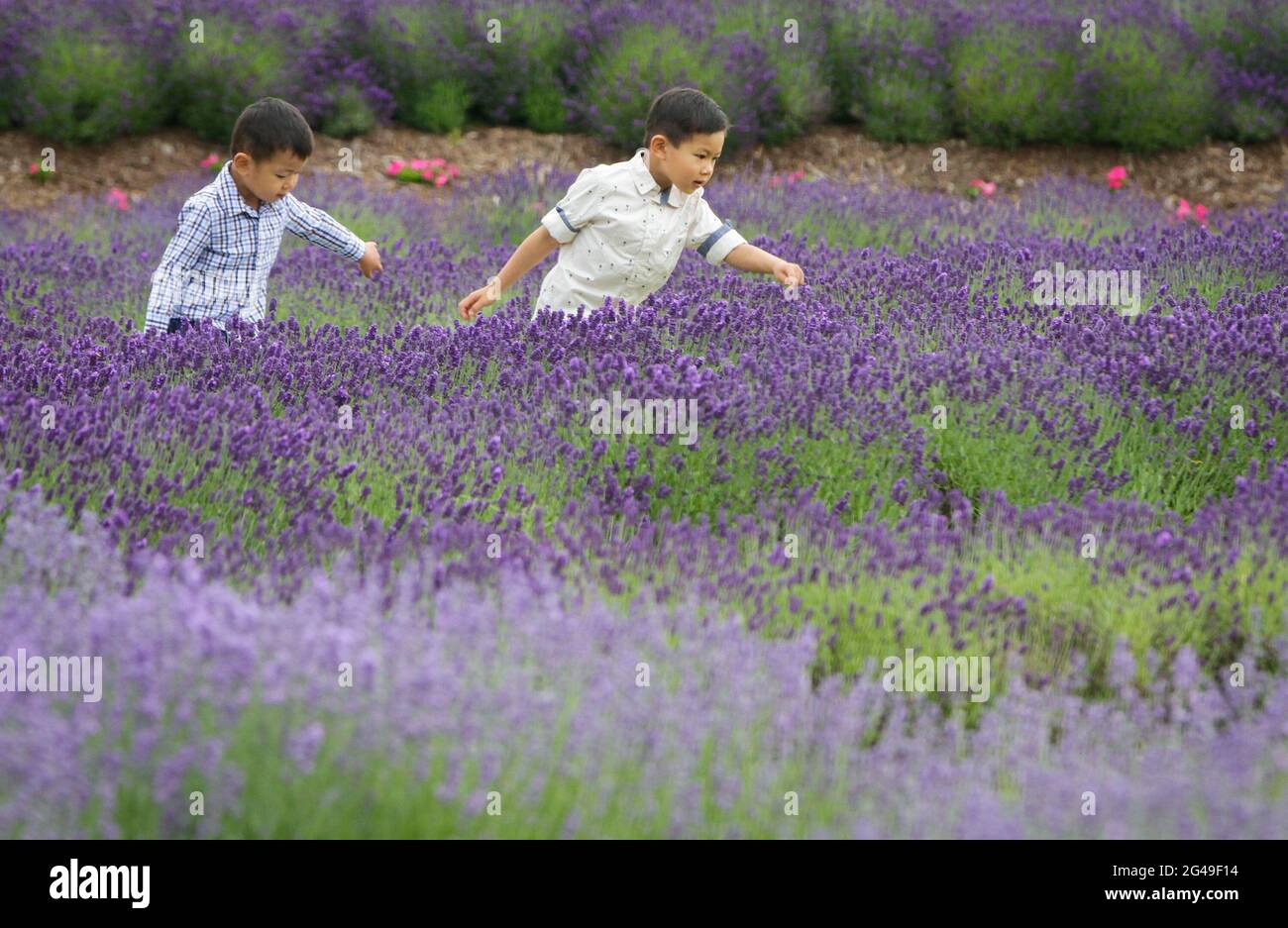 Richmond, Canada. 19 juin 2021. Les enfants jouent dans une ferme de lavande à Richmond, en Colombie-Britannique, au Canada, le 19 juin 2021. Credit: Liang Sen/Xinhua/Alay Live News Banque D'Images