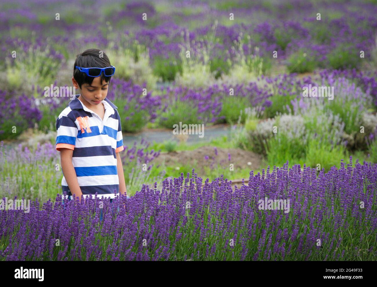 Richmond, Canada. 19 juin 2021. Un enfant visite une ferme de lavande à Richmond, en Colombie-Britannique, au Canada, le 19 juin 2021. Credit: Liang Sen/Xinhua/Alay Live News Banque D'Images