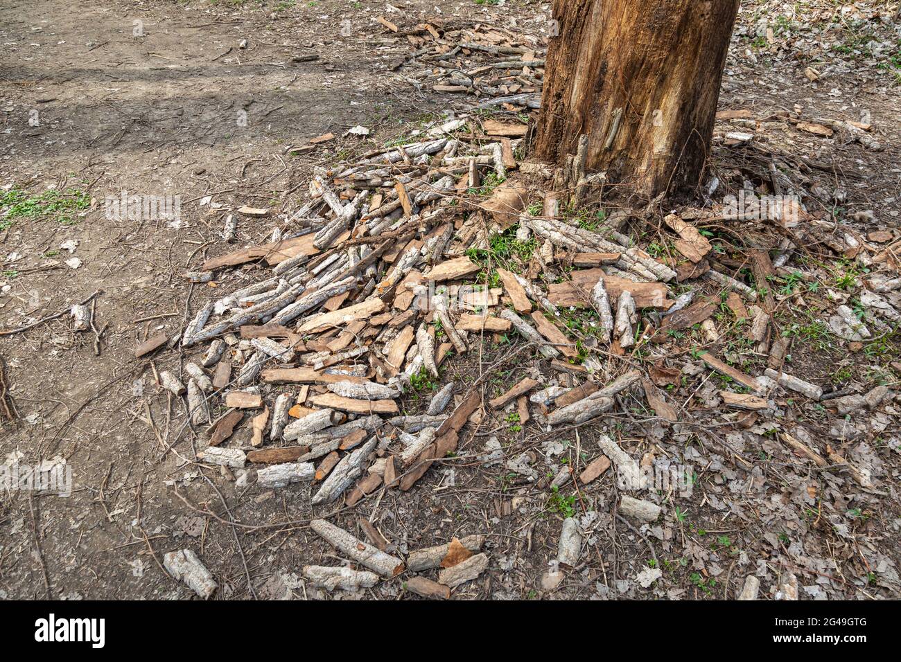 Cet arbre dans le parc du comté de Metea souffre de « l'abattage des cendres », car les pics à bois ont arraché l'écorce pour se rendre aux cendres émeraude à l'intérieur. Banque D'Images