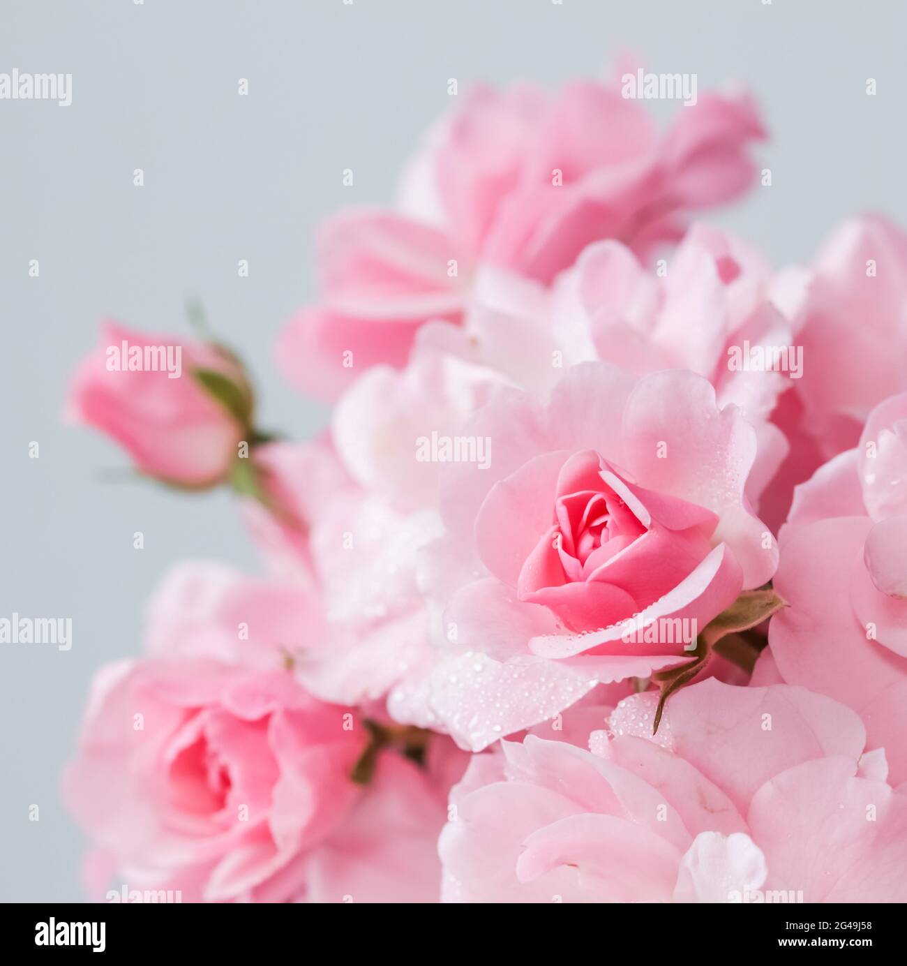 Roses roses sur fond gris. Idéal pour les cartes de vœux et les invitations de mariage, d'anniversaire, de Saint-Valentin, Banque D'Images