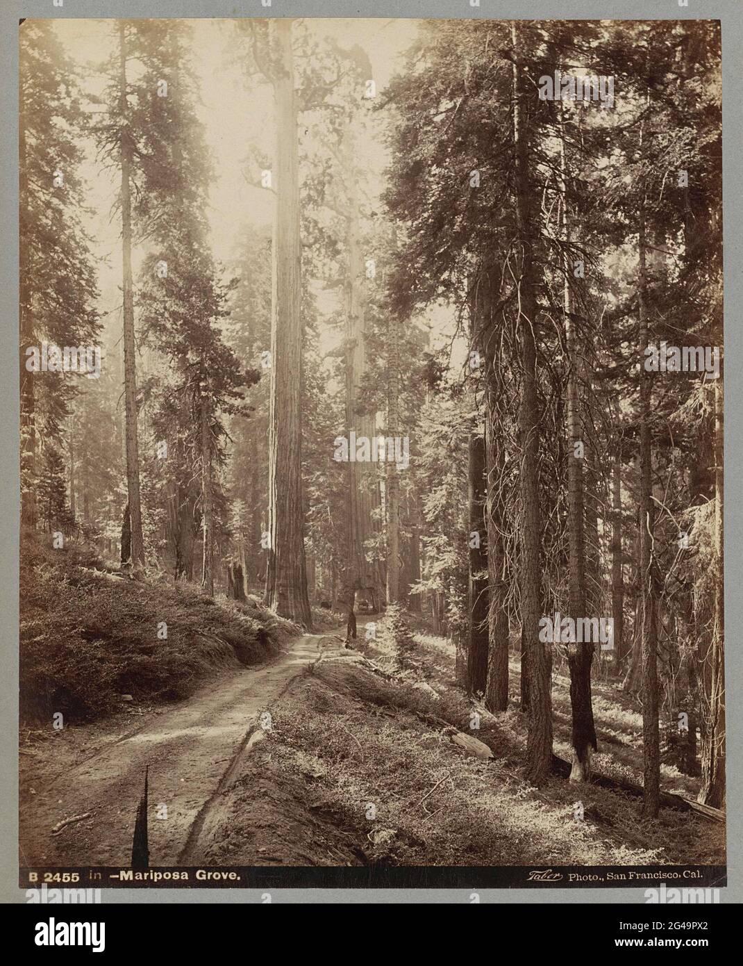 Mariposa-bos a rencontré Sequoia's dans le parc national de Yosemite ; Mariposa Grove. . Banque D'Images