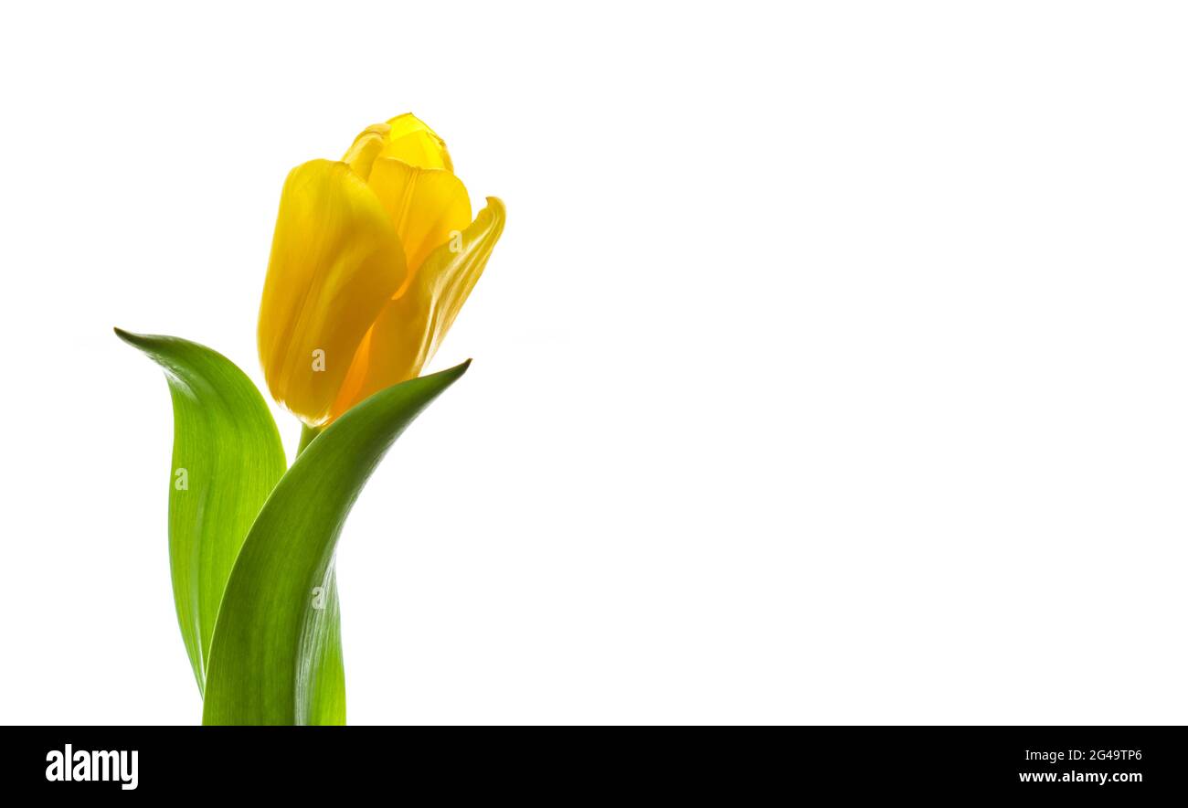 Tulipe jaune éclairée par la lumière du soleil isolée sur un fond blanc Banque D'Images
