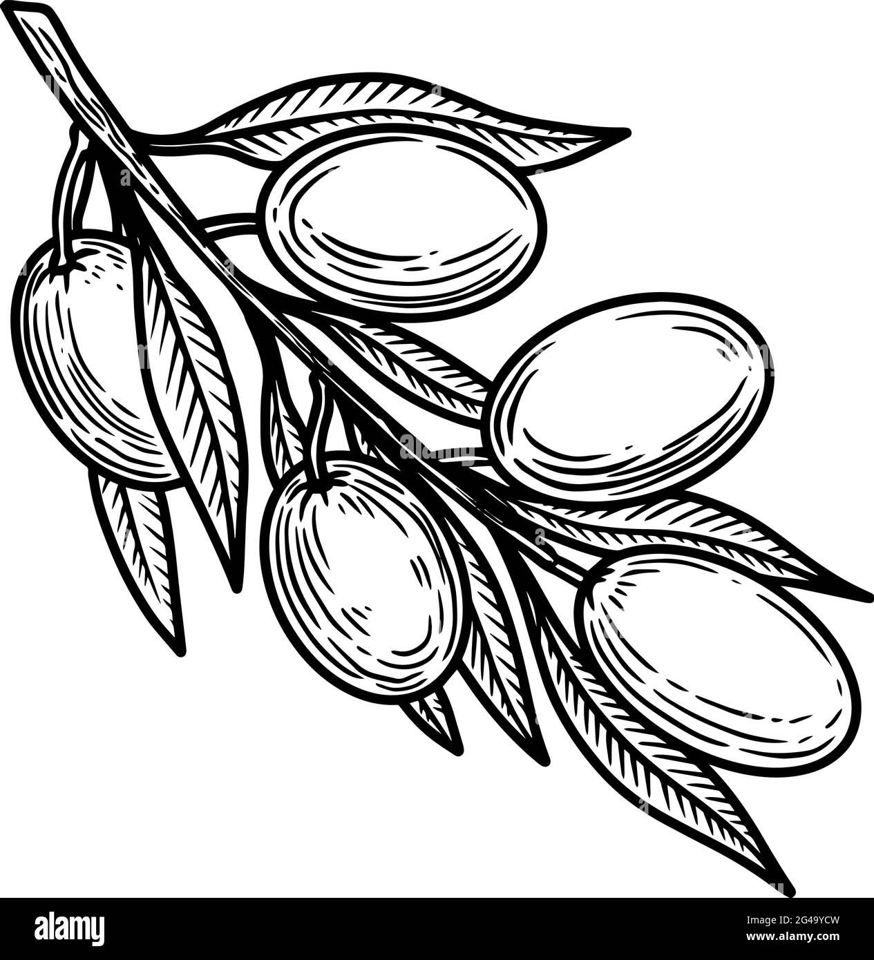 Illustration de la branche d'olive en style gravure. Élément de conception pour affiche, carte, bannière, panneau, logo. Illustration vectorielle Illustration de Vecteur