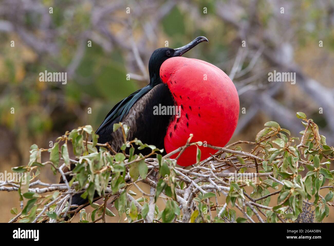 Oiseau frégate mâle gonflé à la gorge rouge Banque D'Images Oiseau frégate mâle gonflé à la gorge rouge Banque D'Images