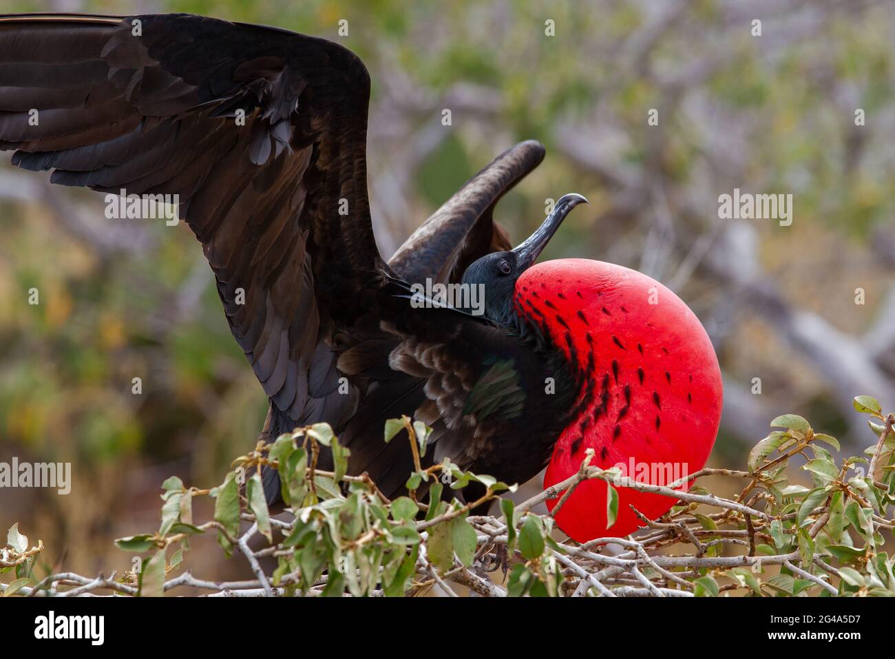 Oiseau frégate mâle gonflé à la gorge rouge Banque D'Images