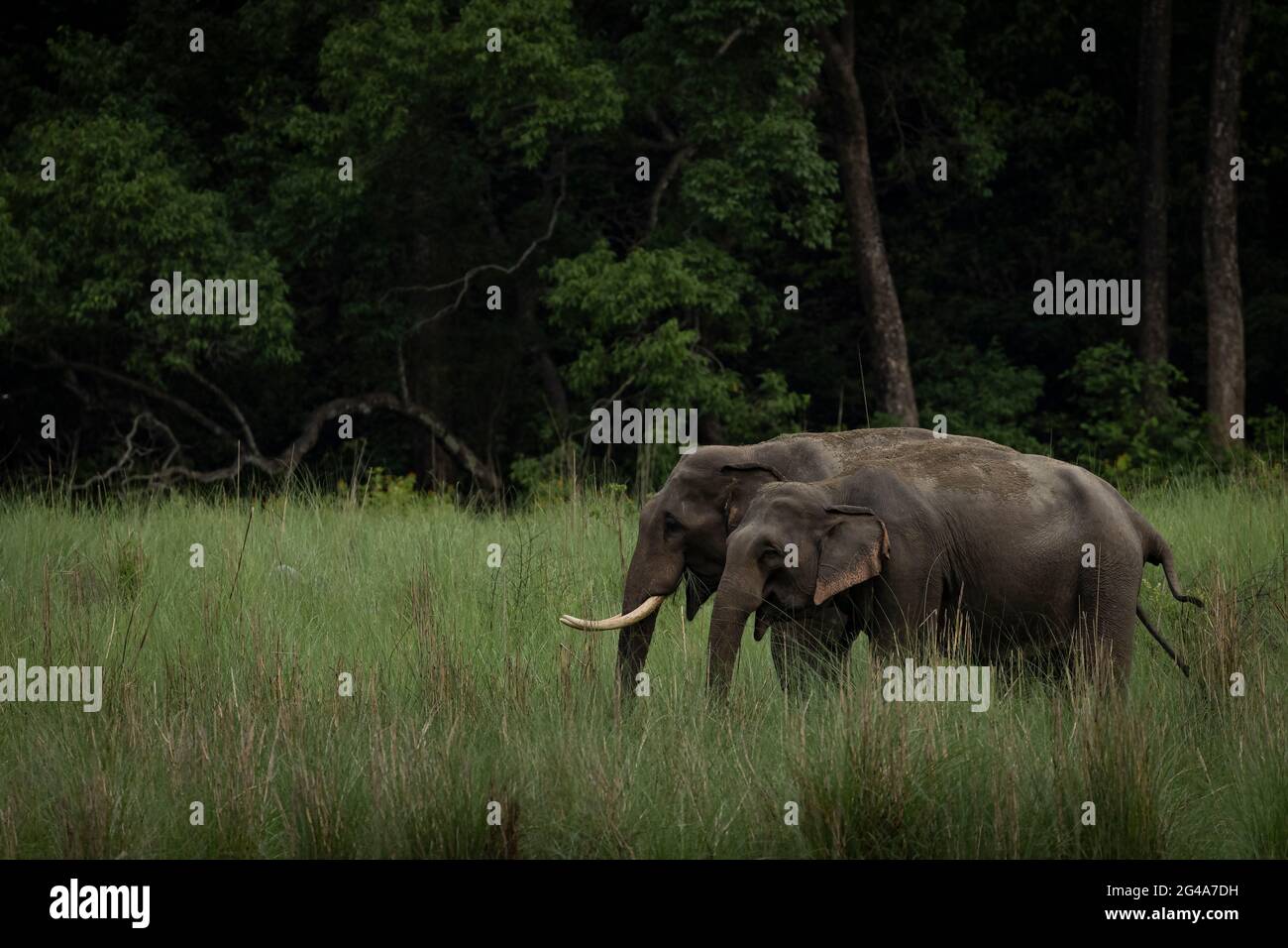 Éléphants d'Asie dans les moussons du parc national de Corbett en Inde Banque D'Images