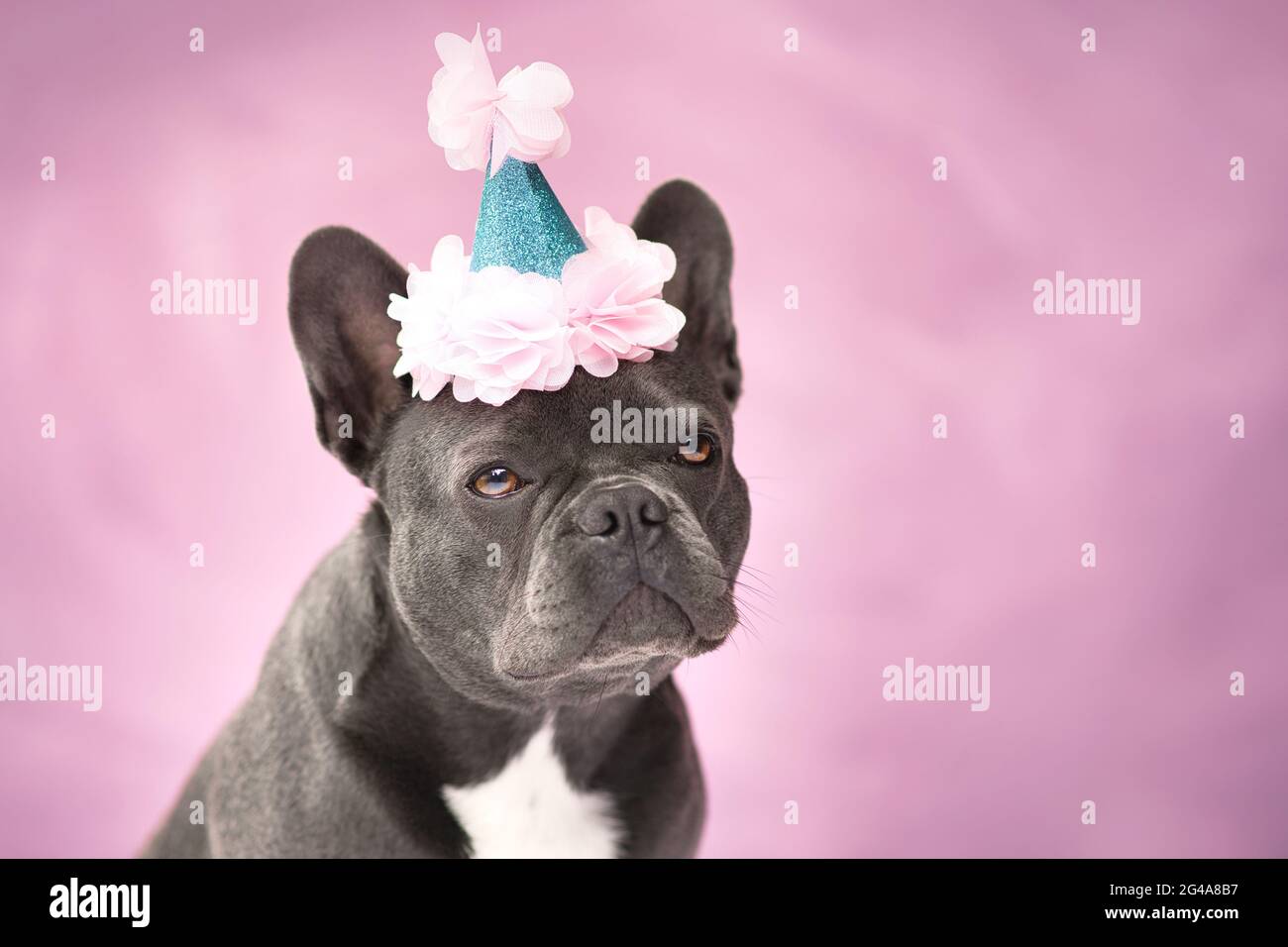 Portrait d'un chien Bulldog français noir portant un chapeau de fête sur fond rose Banque D'Images Portrait d'un chien Bulldog français noir portant un chapeau de fête sur fond rose Banque D'Images