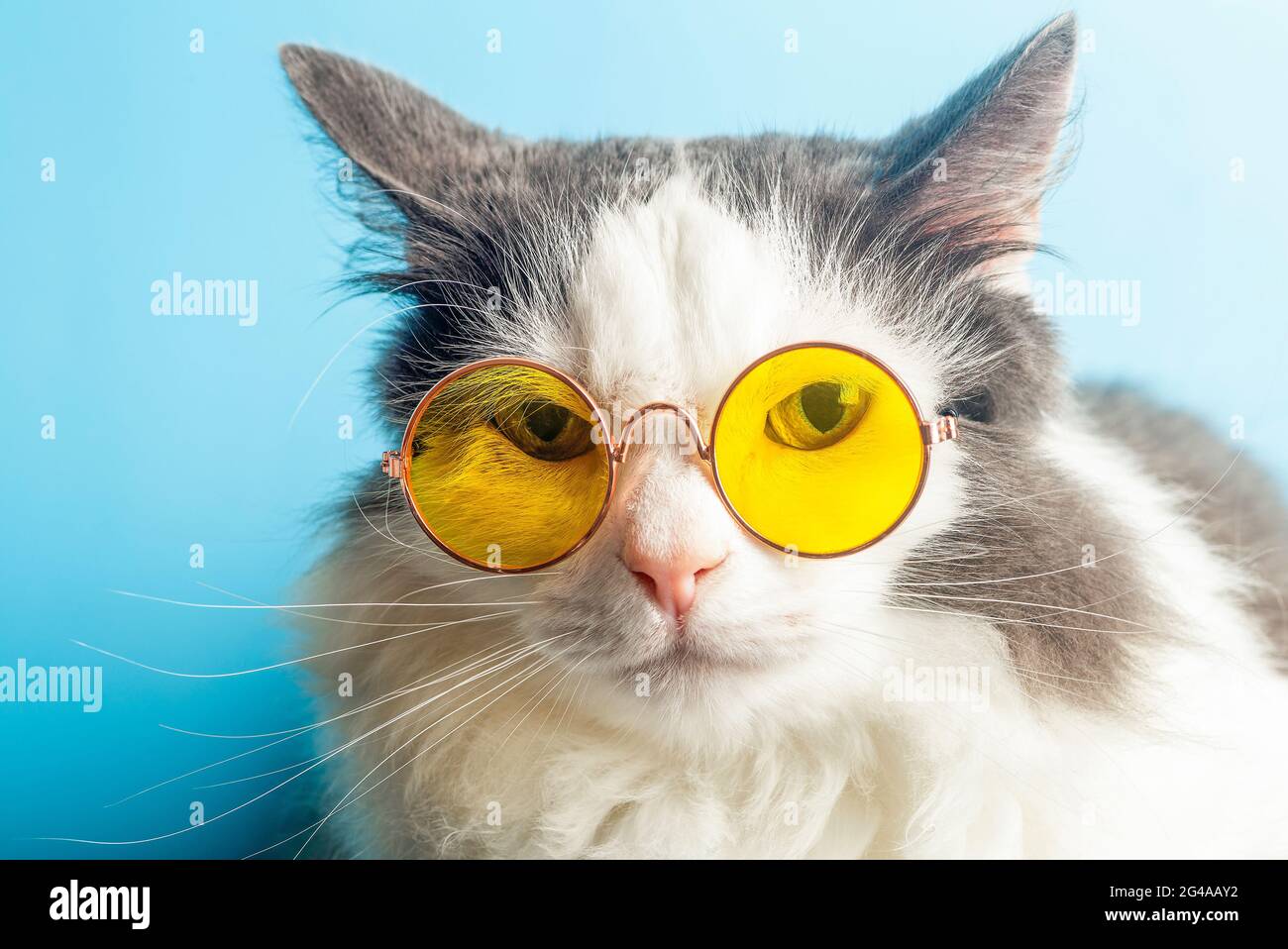 Chat drôle en lunettes de soleil. Chat avec des lunettes sur un fond bleu  clair et propre et ensoleillé. Animaux de compagnie amusants, fête,  vacances, voyage, concept d'été. Photo de haute qualité