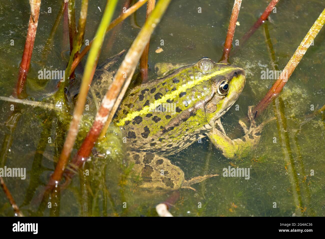 Grenouille de marais, Pélophylax ridibundus grenouille verte cachée dans un petit étang de jardin Banque D'Images