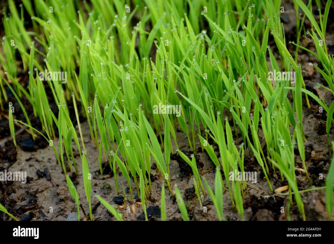 fermer le tas de terre de la plante de paddy mûre verte dans la ferme sur fond brun hors foyer. Banque D'Images