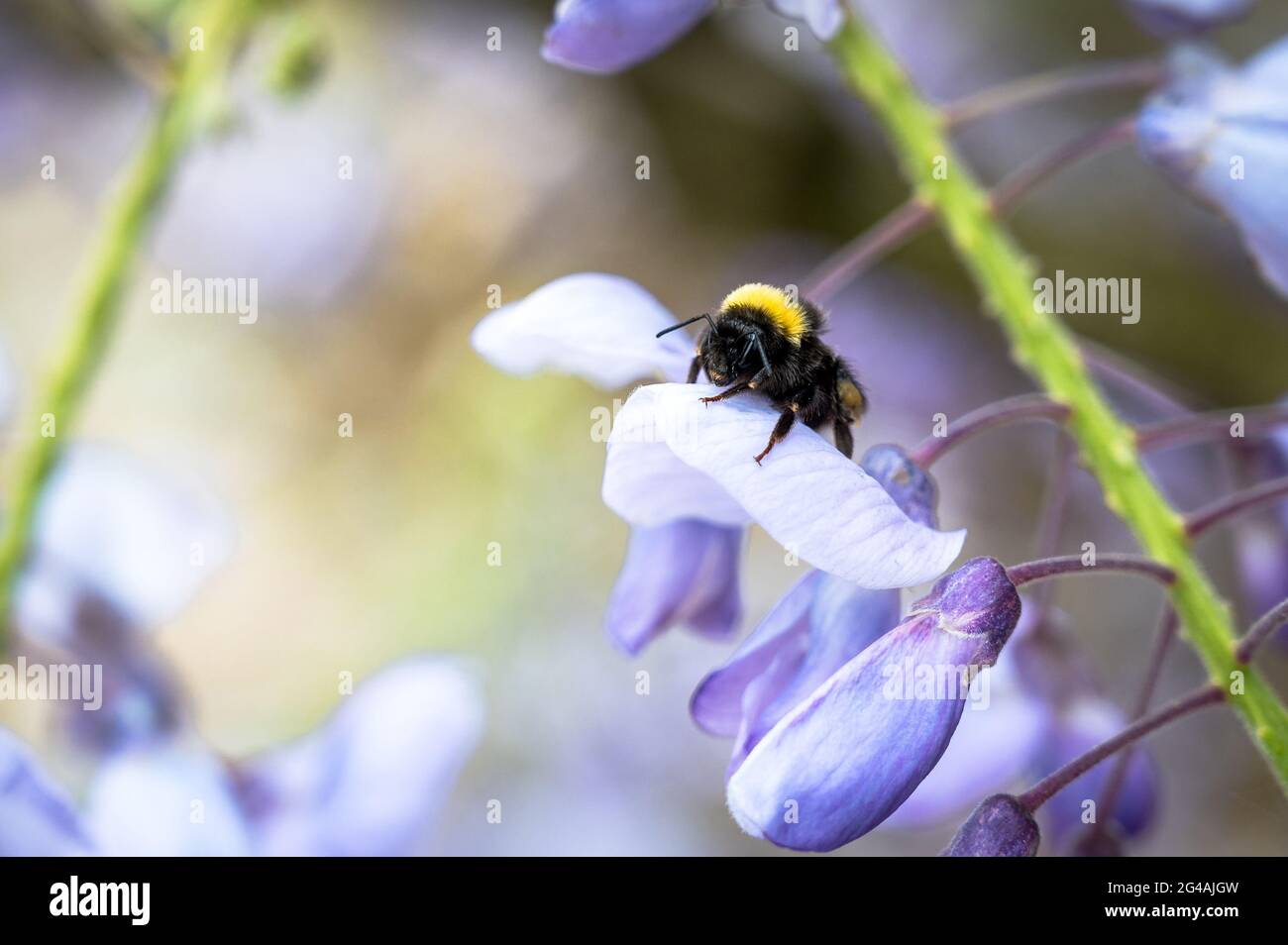 Un gros plan d'une abeille reposant sur une fleur dans un jardin irlandais Banque D'Images
