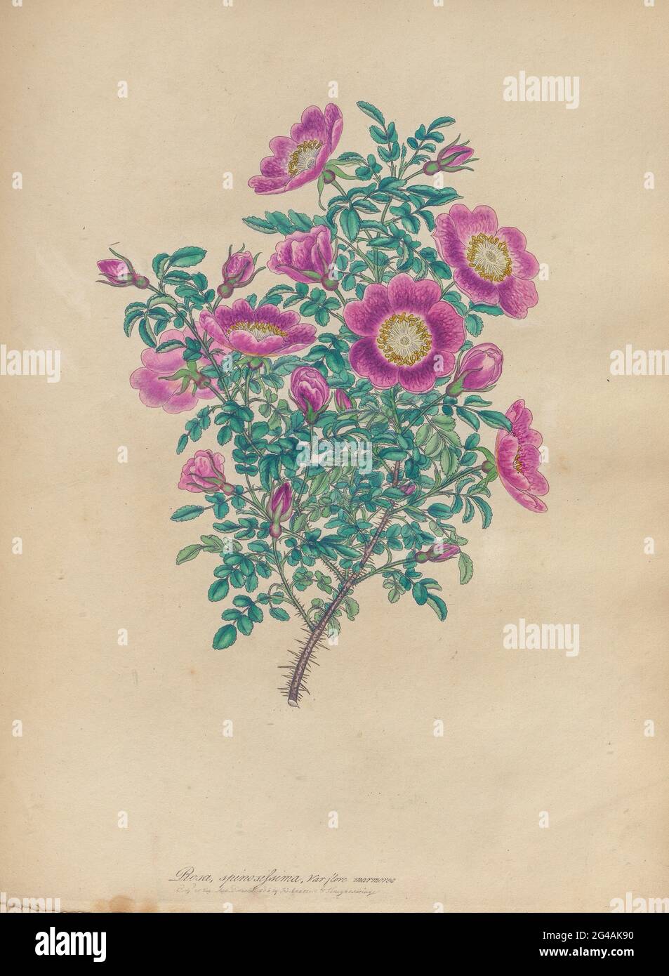 ROSA spinosissima; Var. flore marmoreo, rose épineuse ; variété à fleurs marbrées du livre Roses, or, UNE monographie du genre Rosa : contenant des figures colorées de toutes les espèces connues et de belles variétés, dessinées, gravées, décrites et colorées, From Living plants. Par Andrews, Henry Charles, publié à Londres : imprimé par R. Taylor and Co. ; 1805. Banque D'Images