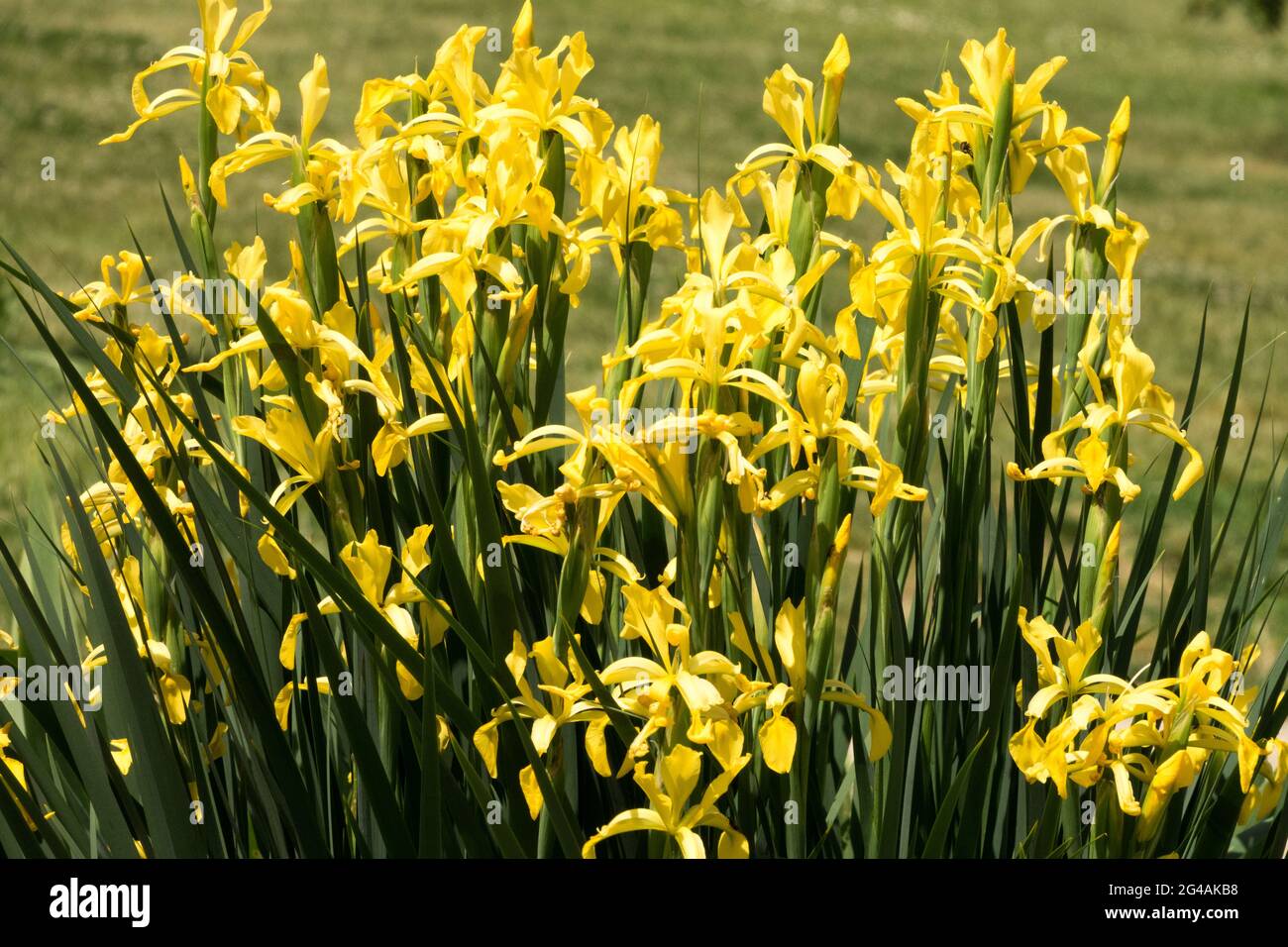 Jaune Irises groupe Iris halophila lutea fleurs d'Irises formation de grappes dans le jardin Banque D'Images