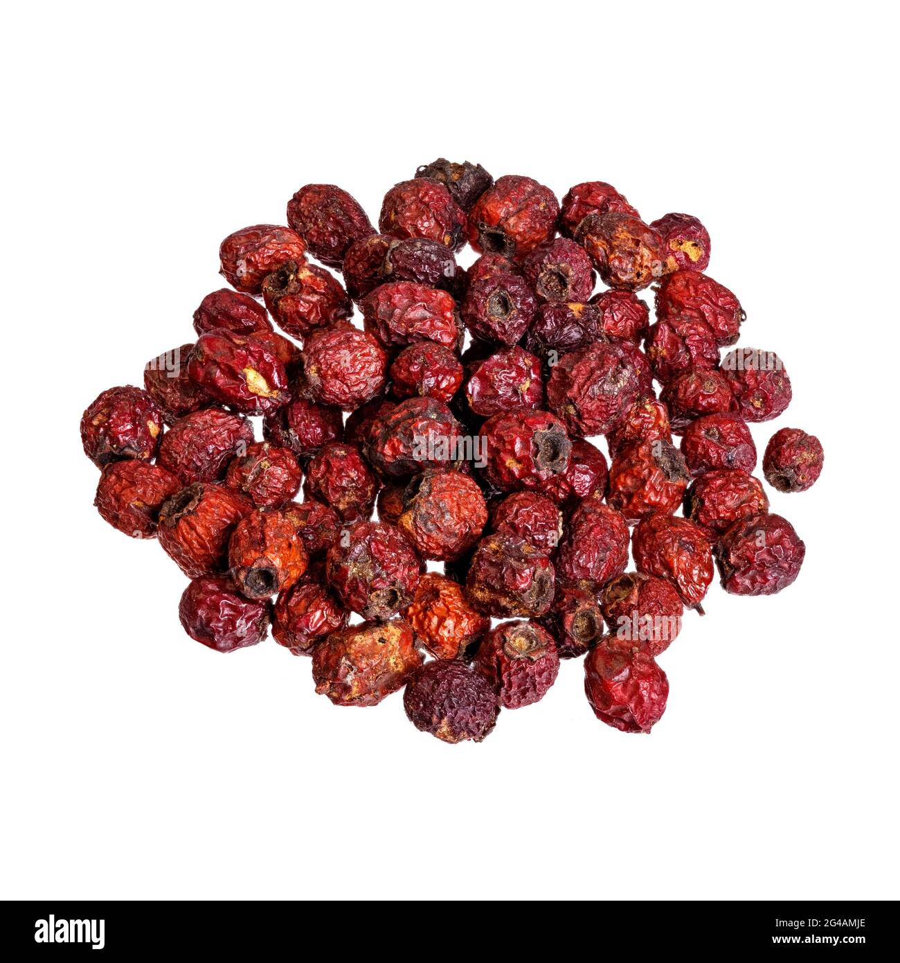 Plantes de branche sèches avec baies de Crataegus aestivalis isolées sur blanc. Banque D'Images