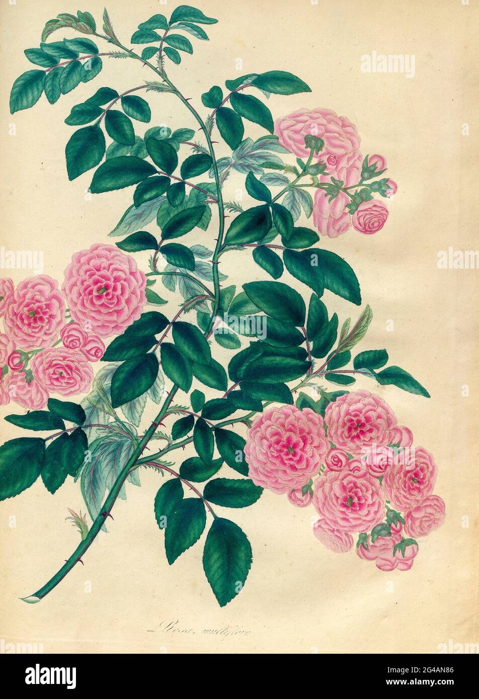 ROSA multiflora. Rose à fleurs multiples du livre Roses, ou, UNE monographie du genre Rosa : contenant des figures colorées de toutes les espèces connues et de belles variétés, dessinées, gravées, décrites, et colorées, From Living plants. Par Andrews, Henry Charles, publié à Londres : imprimé par R. Taylor and Co. ; 1805. Banque D'Images