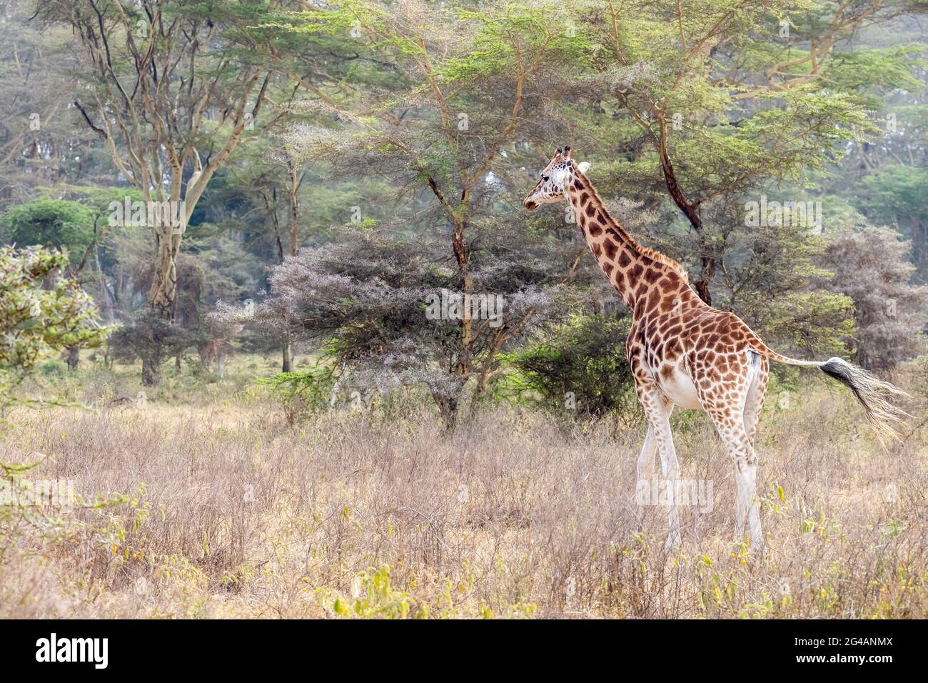 La Giraffe de Rothschild, giraffa camelopardalis rothschild, marchant parmi les arbres de fièvre du parc national du lac Nakuru, Kenya. Banque D'Images
