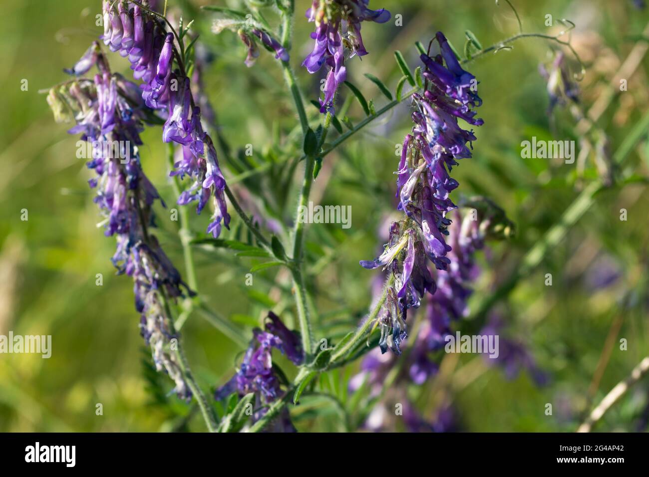 Vicia villosa, velouté velouté fleurs violettes gros plan dans le champ sélectif foyer Banque D'Images