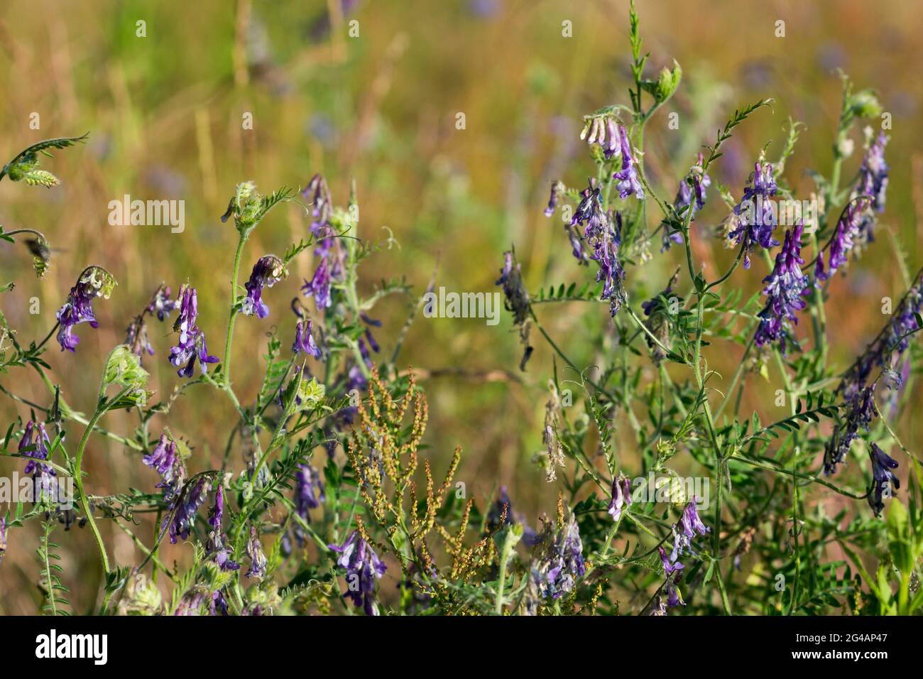 Vicia villosa, velouté velouté fleurs violettes gros plan dans le champ sélectif foyer Banque D'Images
