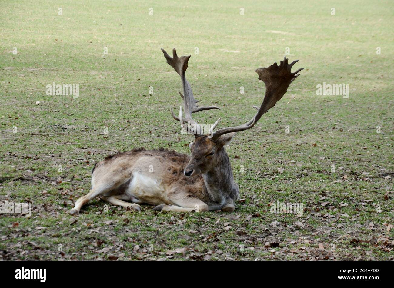cerf avec de magnifiques bois, cerf fier dans la nature, cerf avec de gros bois Banque D'Images