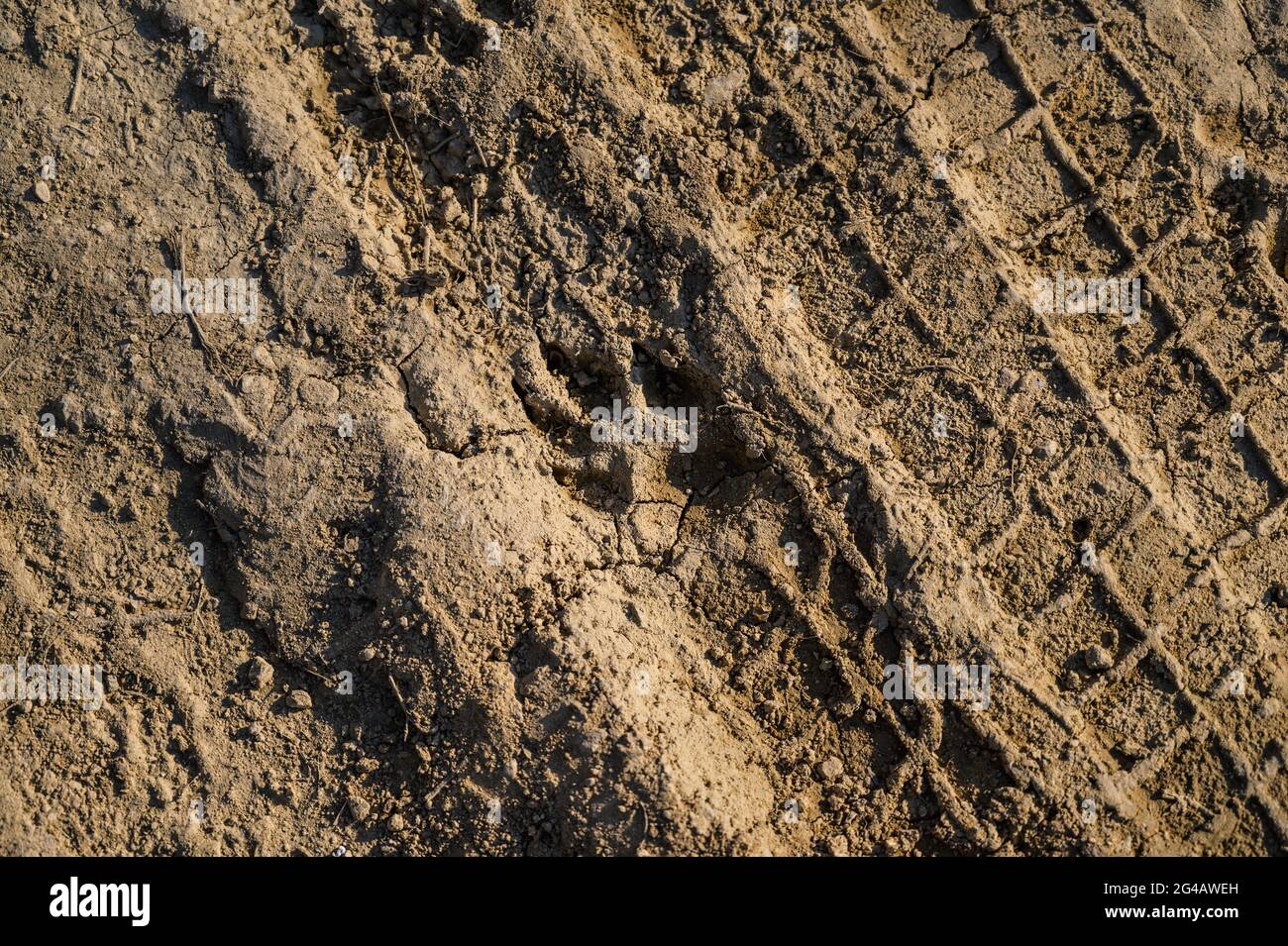 L'empreinte d'animaux dans la boue. Focus sélectif. Banque D'Images