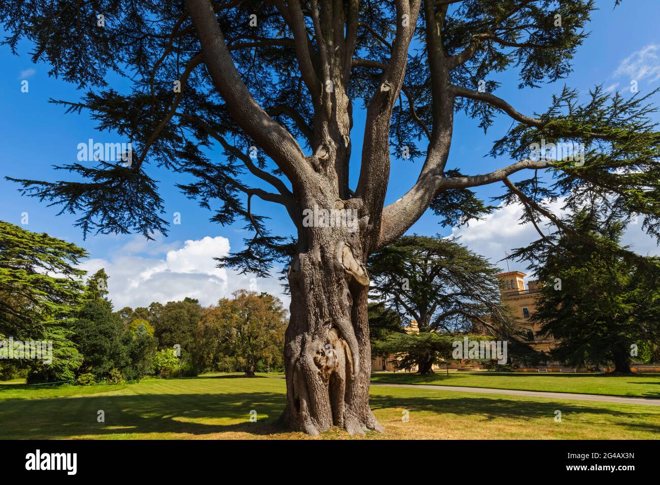 Angleterre, île de Wight, East Cowes, Osborne House, l'ancienne maison palatiale de la reine Victoria et du prince Albert, arbres dans le jardin Banque D'Images